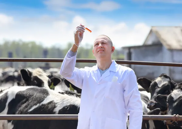 Veterinario delle mucche — Foto Stock