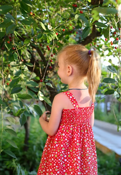 Child picking cherries — Stock Photo, Image