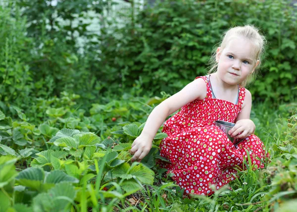 Mädchen sammelt Erdbeeren — Stockfoto