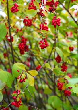 yakın bir kızamık up