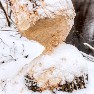 ağaç beavers kemirmek