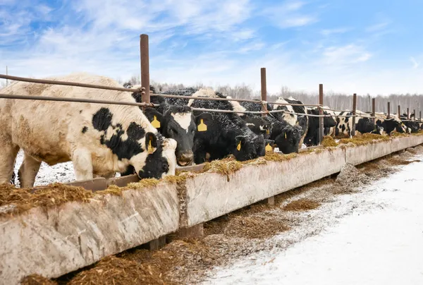 Feeding cows on the farm in winter — Stock Photo, Image