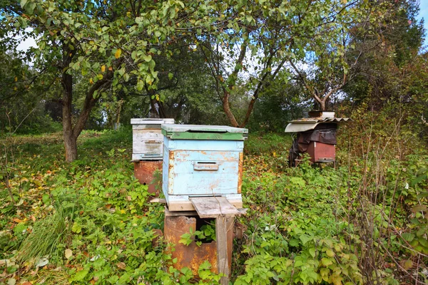 Bee hive in tuin — Stockfoto