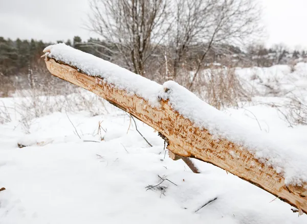 Castors ronger l'hiver — Photo