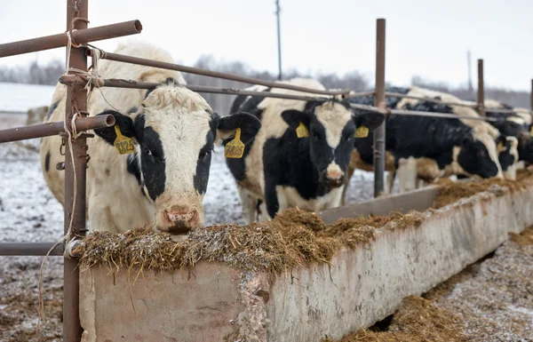 Feeding cows on the farm in winter — Stock Photo, Image