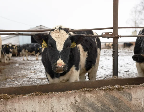 Кормление коров на ферме зимой — стоковое фото
