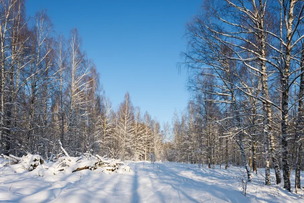 Foresta invernale — Foto Stock