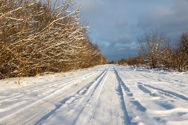 Weg in het bos — Stockfoto