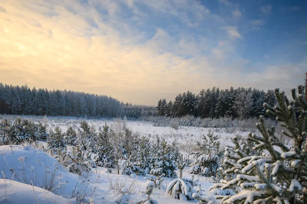 Forêt de pins d'hiver — Photo