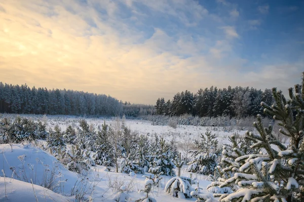 Winter dennenbos — Stockfoto