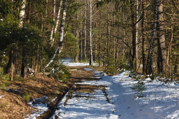 Jesień las — Zdjęcie stockowe