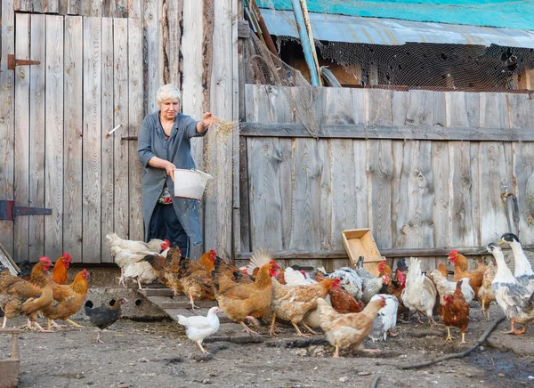 Alimentando galinhas em uma fazenda — Fotografia de Stock