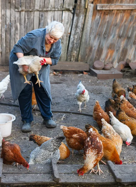 Exploração de frango — Fotografia de Stock