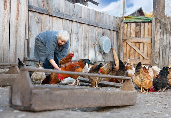 Csirke farm — Stock Fotó