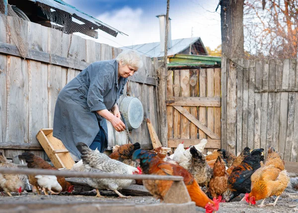 Slepičí farma — Stock fotografie