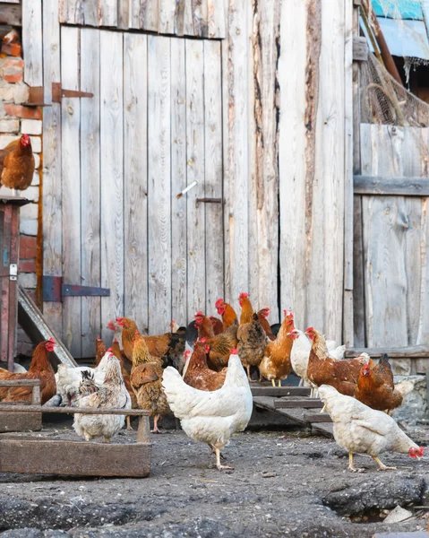 Tavuk çiftliği — Stok fotoğraf