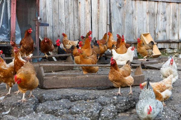 Tavuk çiftliği — Stok fotoğraf