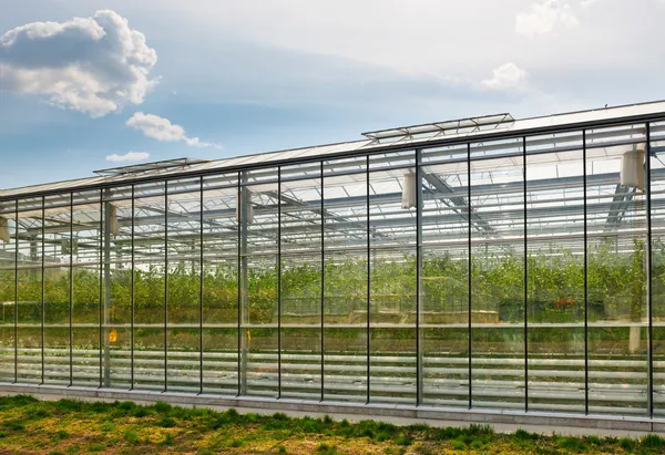 온실 야채 생산 — 스톡 사진