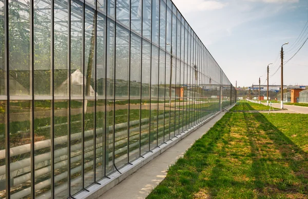 Greenhouse vegetable production — Stock Photo, Image