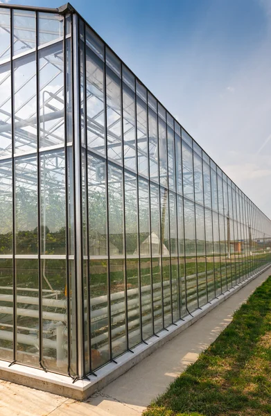 Greenhouse vegetable production — Stock Photo, Image