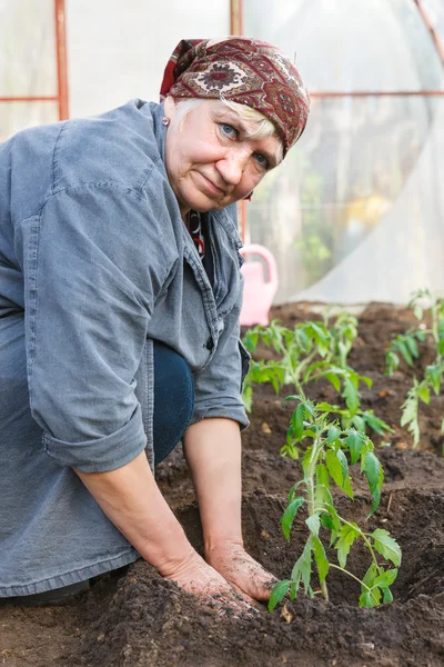 Tomatenpflanzen in den Erdgewächshäusern — Stockfoto