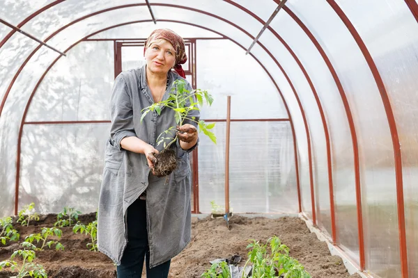 Tomatplantor i marken växthus — Stockfoto