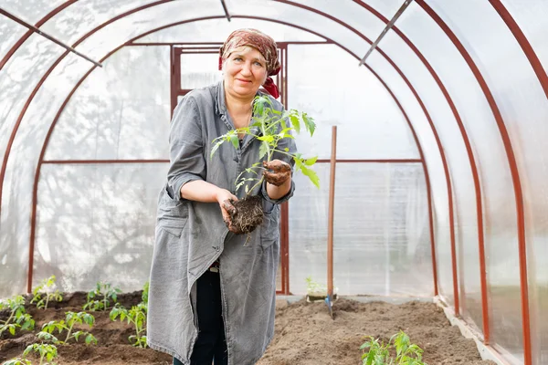 Plantas de tomate no chão Estufas — Fotografia de Stock