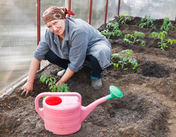 Plantas de tomate en el suelo Invernaderos —  Fotos de Stock