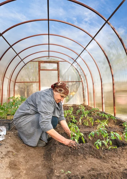 Tomatplantor i marken växthus — Stockfoto