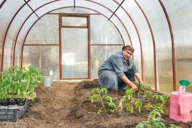 zemin seralarda domates bitkiler