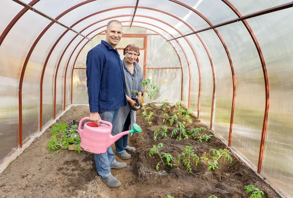 Cultivo em estufa de tomates — Fotografia de Stock