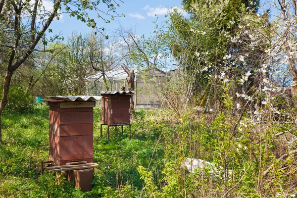 Bienenstock mit Bienen Frühling — Stockfoto