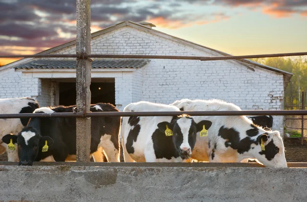 Группа коров — стоковое фото