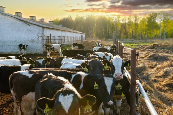 Group of cows — Stock Photo, Image