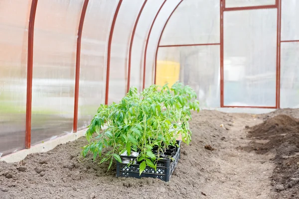 Tomato seedlings — Stock Photo, Image