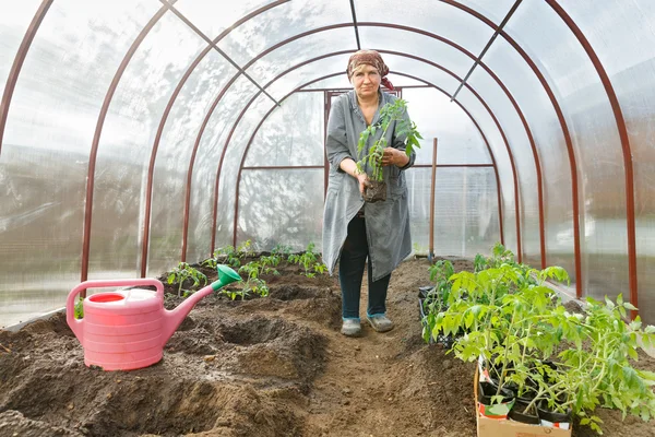 Plantas de tomate en el suelo Invernaderos —  Fotos de Stock