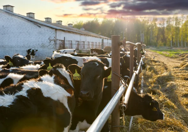 Коровы на ферме — стоковое фото