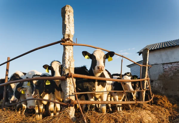 Vacas na quinta — Fotografia de Stock