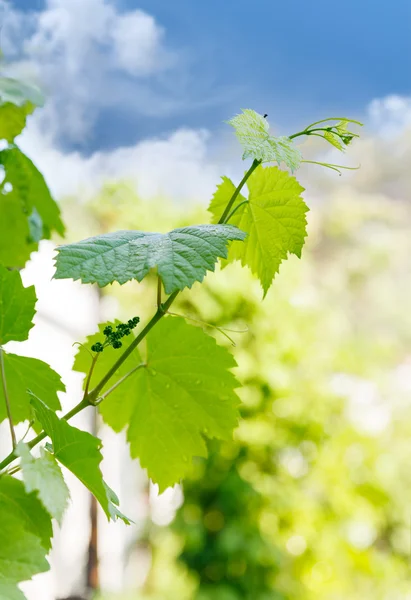 Brotos de primavera uvas verdes na videira . — Fotografia de Stock