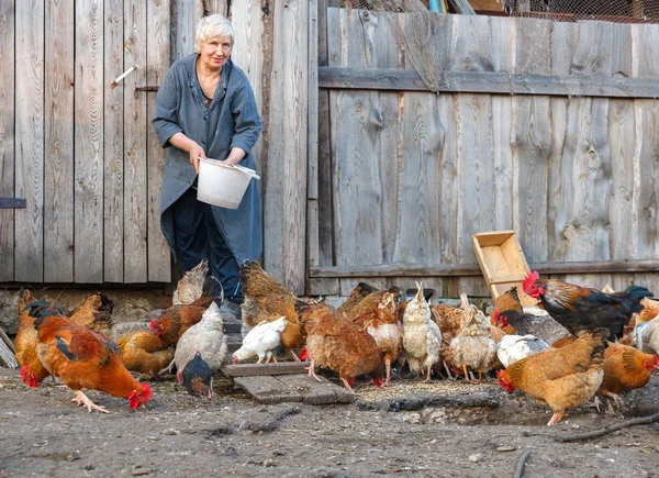 农场的鸡只 — 图库照片