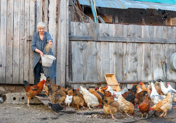 Exploração de frango — Fotografia de Stock