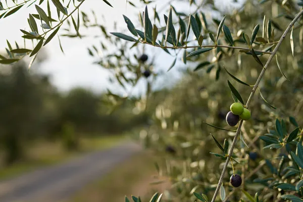 Owoce oliwne na gałązce.Owoce uprawiane na drzewie oliwnym — Zdjęcie stockowe