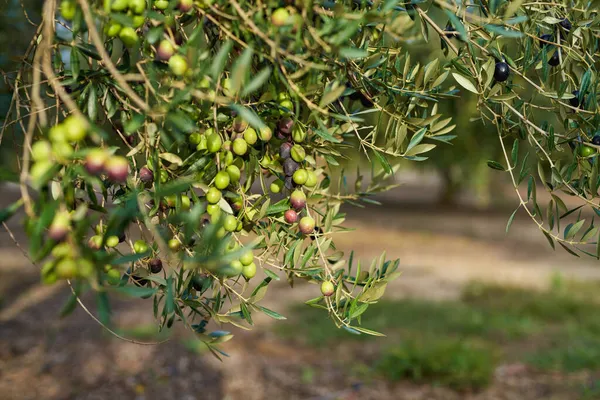 Owoce oliwne na gałązce.Owoce uprawiane na drzewie oliwnym — Zdjęcie stockowe