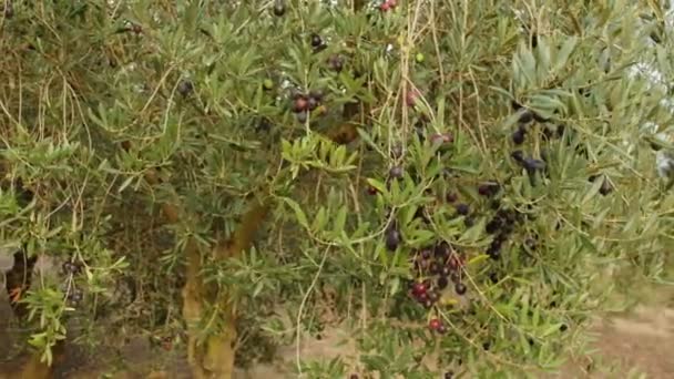 Оливковые плоды на ветвях. — стоковое видео