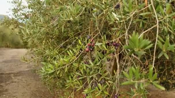 Frutos del olivo en una rama. Frutos cultivados en el olivo — Vídeos de Stock