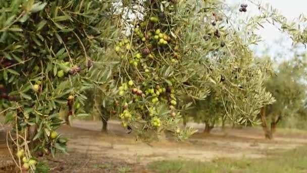 Frutos del olivo en una rama. Frutos cultivados en el olivo — Vídeos de Stock