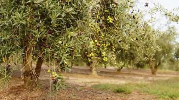 Olajbogyó gyümölcsök egy ágon.Az olajfán termesztett gyümölcsök — Stock videók