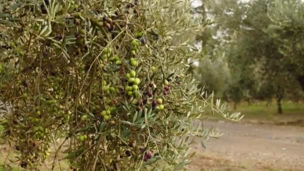 Olajbogyó gyümölcsök egy ágon.Az olajfán termesztett gyümölcsök — Stock videók