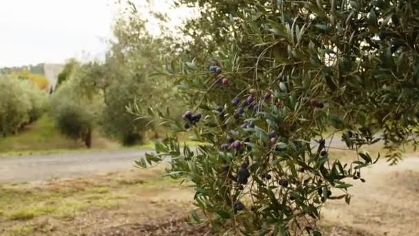 Olivenfrüchte an einem Ast. Früchte aus dem Olivenbaum — Stockvideo