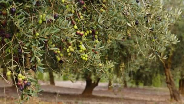 Owoce oliwne na gałązce.Owoce uprawiane na drzewie oliwnym — Wideo stockowe
